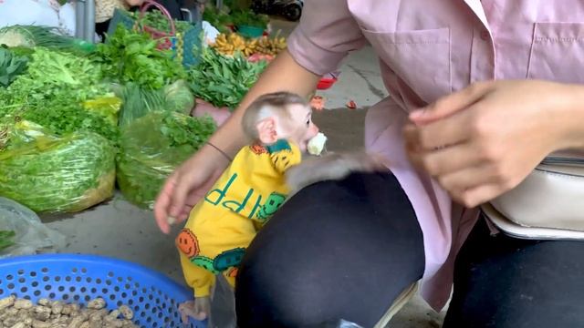 Baby Monkey Puka Goes To The Market With Mom And Khang