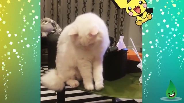 Приколы с животными 2017 подборка лучшее #1