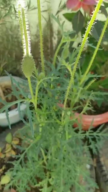 Ornamental Poppy: Very Low Maintenance Winter Flowering Plant смотреть онлайн