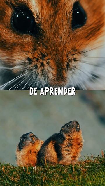 HAMSTER É CURIOSO #hamsters #curiosidades #vocesabia смотреть онлайн
