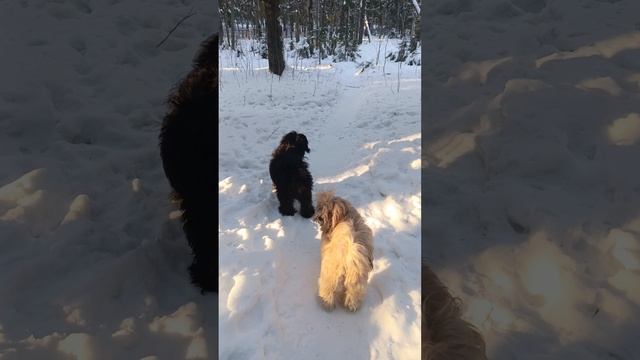 ТИБЕТСКИЙ ТЕРЬЕР 21-02-2025 смотреть онлайн