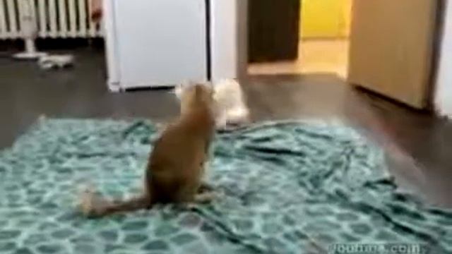 Cat Style Vs Ferret Style кот против хорька