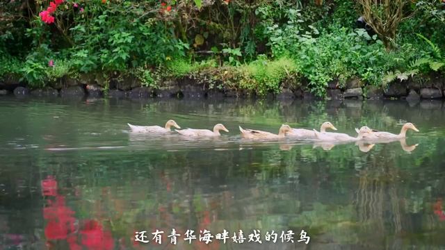 游保山 | Travel Baoshan【滇西小哥】