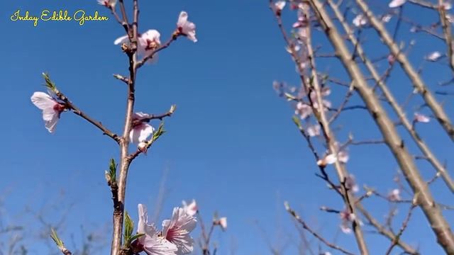 Almond Ingrid Blossoms from our garden/ Spring Blooms смотреть онлайн
