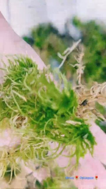 Инна🌷 Орхидеи 🌷 Мох лесной, сфагнум смотреть онлайн