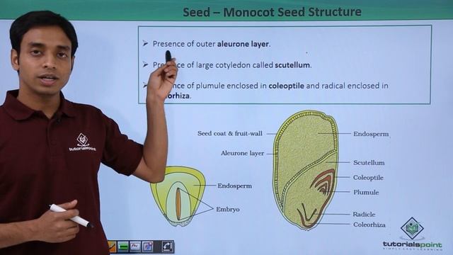 Class 11th – Seed – Monocot Seed Structure | Morphology of Flowering Plants | Tutorials Point смотреть онлайн