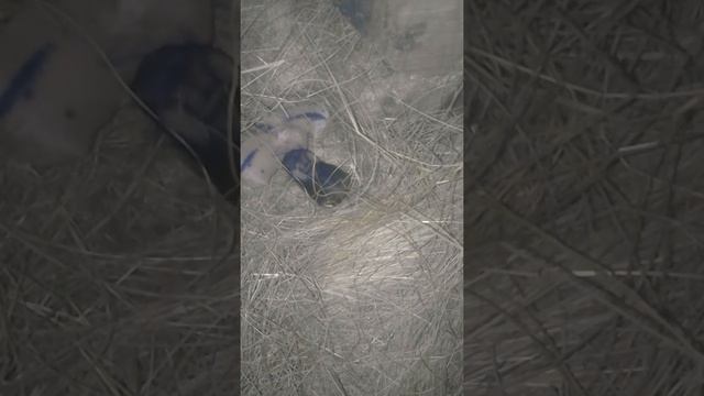 первые окрол кролик Борис 2года смотреть онлайн