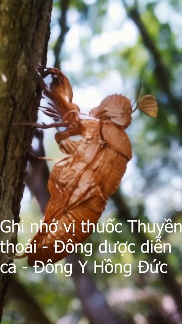 Ghi nhớ vị thuốc Thuyền Thoái - Đông dược diễn ca - Thuộc lòng vị thuốc Thuyền Thoái смотреть онлайн