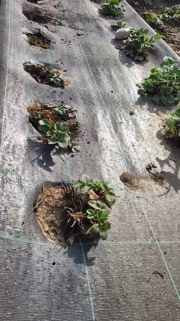 11.04.2024 цветет клубника 🍓 смотреть онлайн