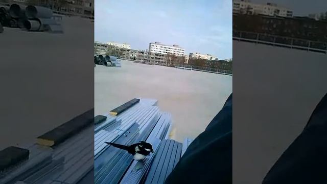 Сорока на Астри в Нарве. смотреть онлайн