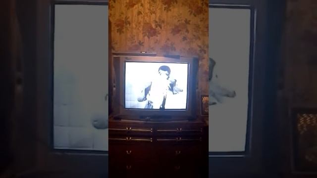 Прикол КОШКА смотреть онлайн