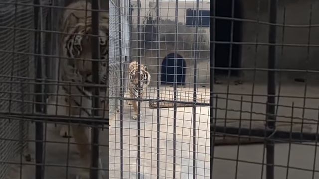 Real big Tiger🐅🐯 In China Zoo #shortvideo #shorts #zoo #ChinaZoo смотреть онлайн