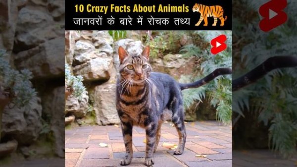 Crazy Facts About Animals 🐸🦘 | Amazing Facts | Random Facts | Mind Blowing Facts in Hindi #Shorts