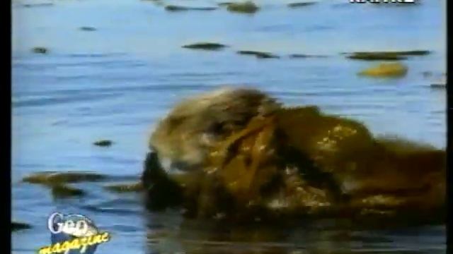 Il mondo dei mustelidi смотреть онлайн