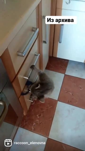 На этом видео Леонидушке 4 месяца. Любопытный, везде надо залезть. #pets #животные смотреть онлайн