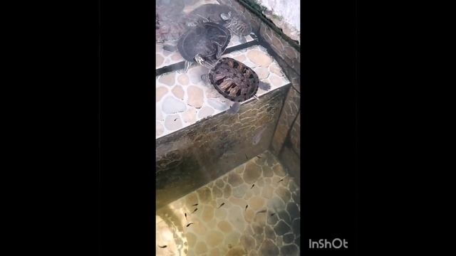 Tortuga Cooter смотреть онлайн