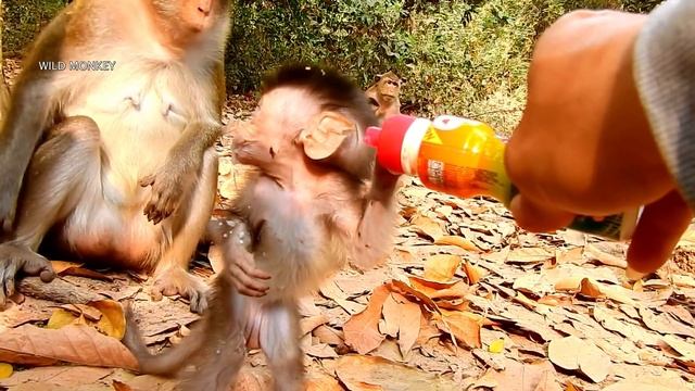 ANNA & ALBA !! Mom Anna Looked Jealous Alba Drink Milk | Anna Grab Milk Alba To Drink.