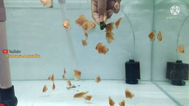 Pertumbuhan Burayak Discus High Body Jenis Red Melon смотреть онлайн