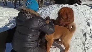 Щенки банхара. Любовь! 💞