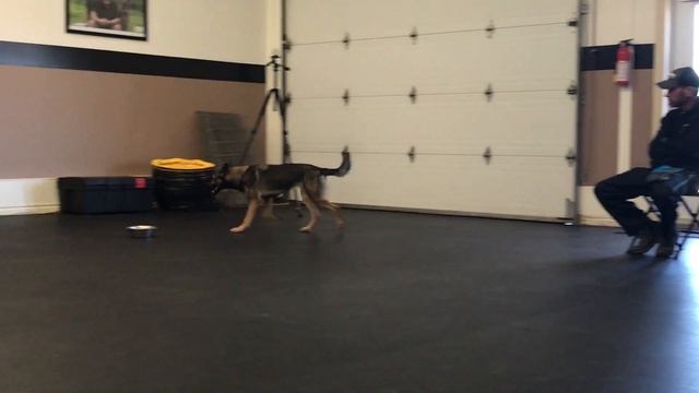 The Lazy Dog Trainer V / Shaping w Clicker & Food смотреть онлайн