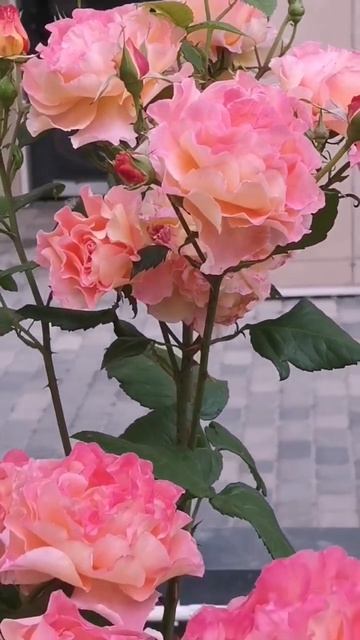 я подумала: 