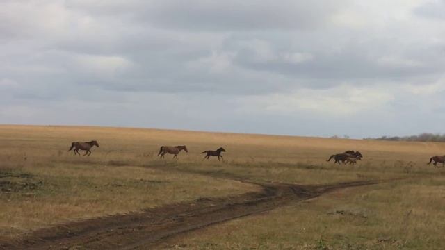 КОНИ В БАШКИРИИ смотреть онлайн