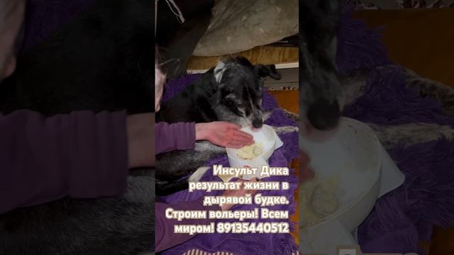 Сказки из жизни приют Хакасия инсульт у Дика. Помощь на вольеры 89135440512 смотреть онлайн