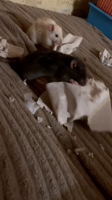Зачем покупать шредер,когда есть крысы 🫠🐀 #крыса #крысы #смешныеживотные #rat #rats