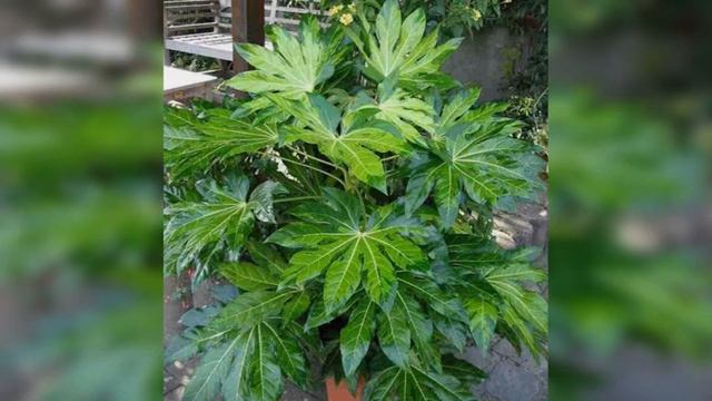 Aralya, Fatsia Japonica