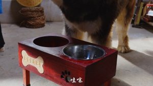 金耳——云南特有的“真菌皇后” ，真菌中的滋补佳品【滇西小哥】