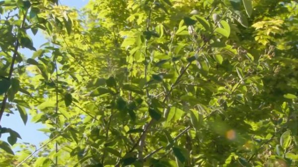 Transforming My Outdated Garden Without Breaking The Bank | Dirty Business (Garden Makeover)