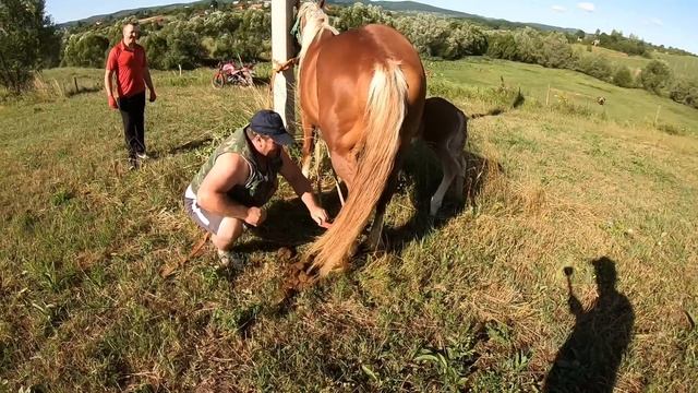 Stallion Percheron Pharaoh/Жеребець на ПАРОВКУ/Коні Ваговози/horses in Ukraine смотреть онлайн
