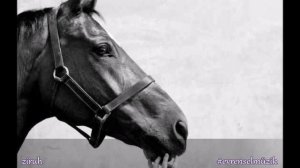 Tara Tiba - Sar Oomad Zemestoon ♪ ziruh