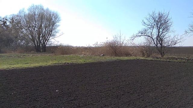 Дача цапля(2) смотреть онлайн