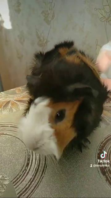 Морская свинка. Guineapig-143. смотреть онлайн