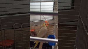 Kорелла  Самец завет самку.                     Sultan papağanı sesi.