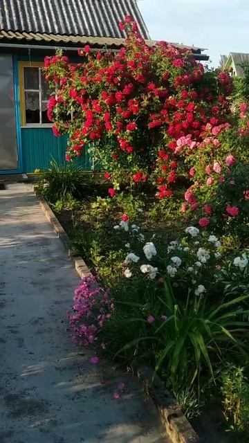 Эти розовые дни прекрасны♥️ смотреть онлайн