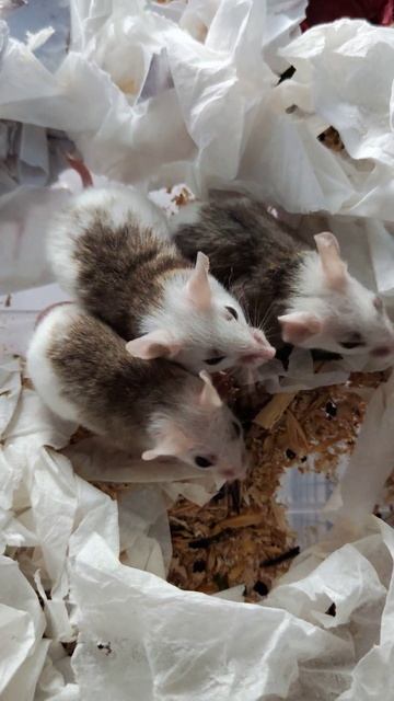 Мастомисы. Мыши. Крысы. Домашние грызуны.