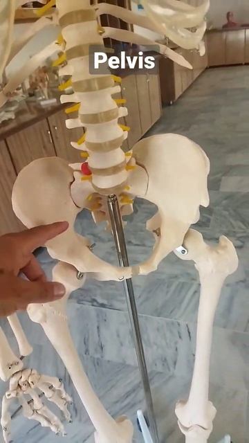 Pelvis Short  #anatomy #anatomy #youtubeshorts #physiotherapy #grossanatomy