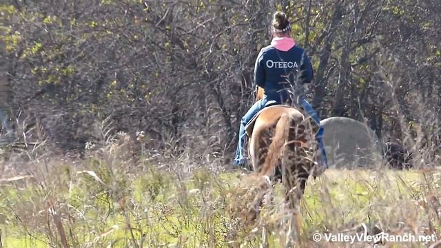 Cats Lil Smart Lena - trail riding - Valley View Ranch смотреть онлайн