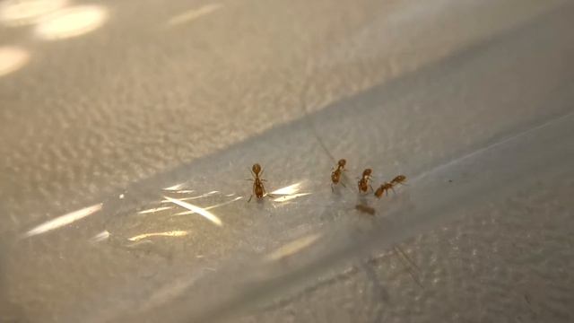 Solenopsis fugax an Honig смотреть онлайн