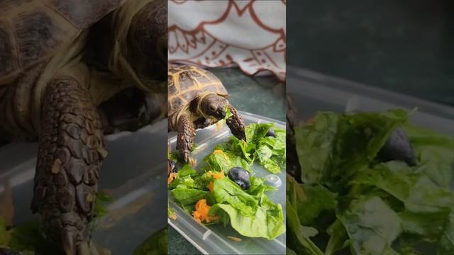 Delicious Salad 😁 смотреть онлайн