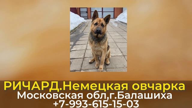 Пропала собака! РИЧАРД. Немецкая овчарка. Московская обл, г.Балашиха, мкр. Никольско-Архангельское смотреть онлайн