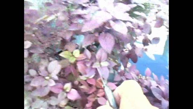 Como cultivar e fazer mudas da Lutiela Ruby смотреть онлайн