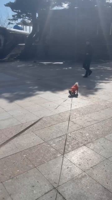 Ялта 💖💖💖 Мирася гоняет голубей 🤣🤣🤣 смотреть онлайн