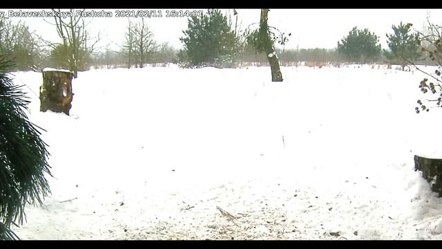 Ворон - 11 февраля 2021 смотреть онлайн