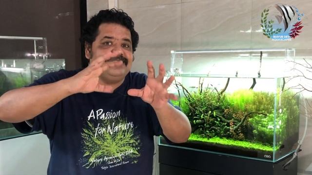 How to Choose Aquarium Plants for Planted Aquarium | Aquarium Plants Selection for Beginners смотреть онлайн