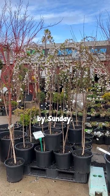 NOW is the Perfect Time to Get a Weeping Cherry 'Falling Snow'! ❄️🪴 смотреть онлайн