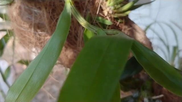 #GVOS2020 Orchids on Driftwood смотреть онлайн