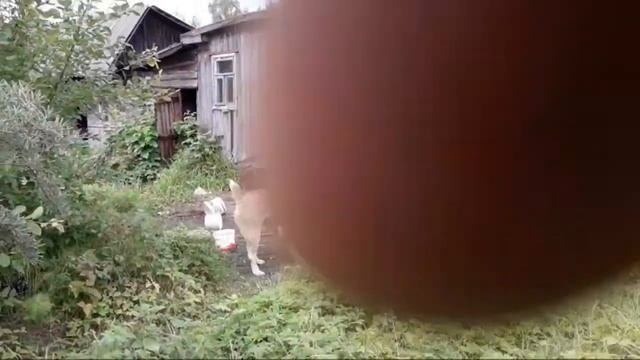 Новые Животные смотреть онлайн
